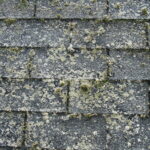 lichen-on-roof-shingles