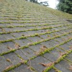 moss-growing-on-roof-shingles